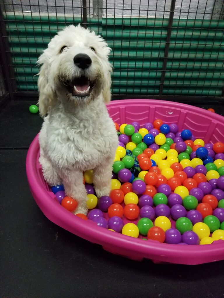 Ball Pit Enrichment