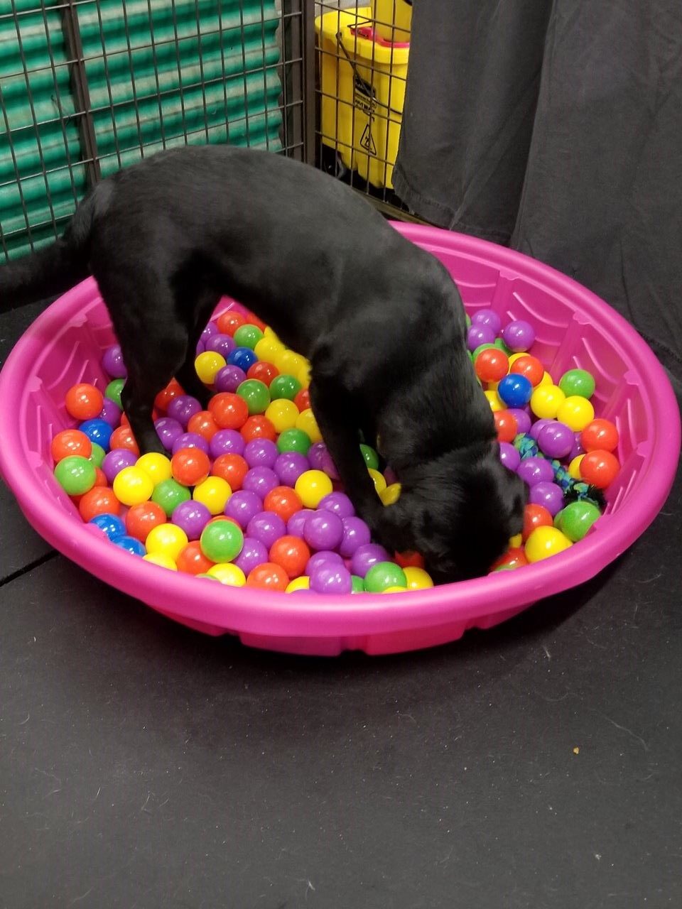 Ball Pit Enrichment