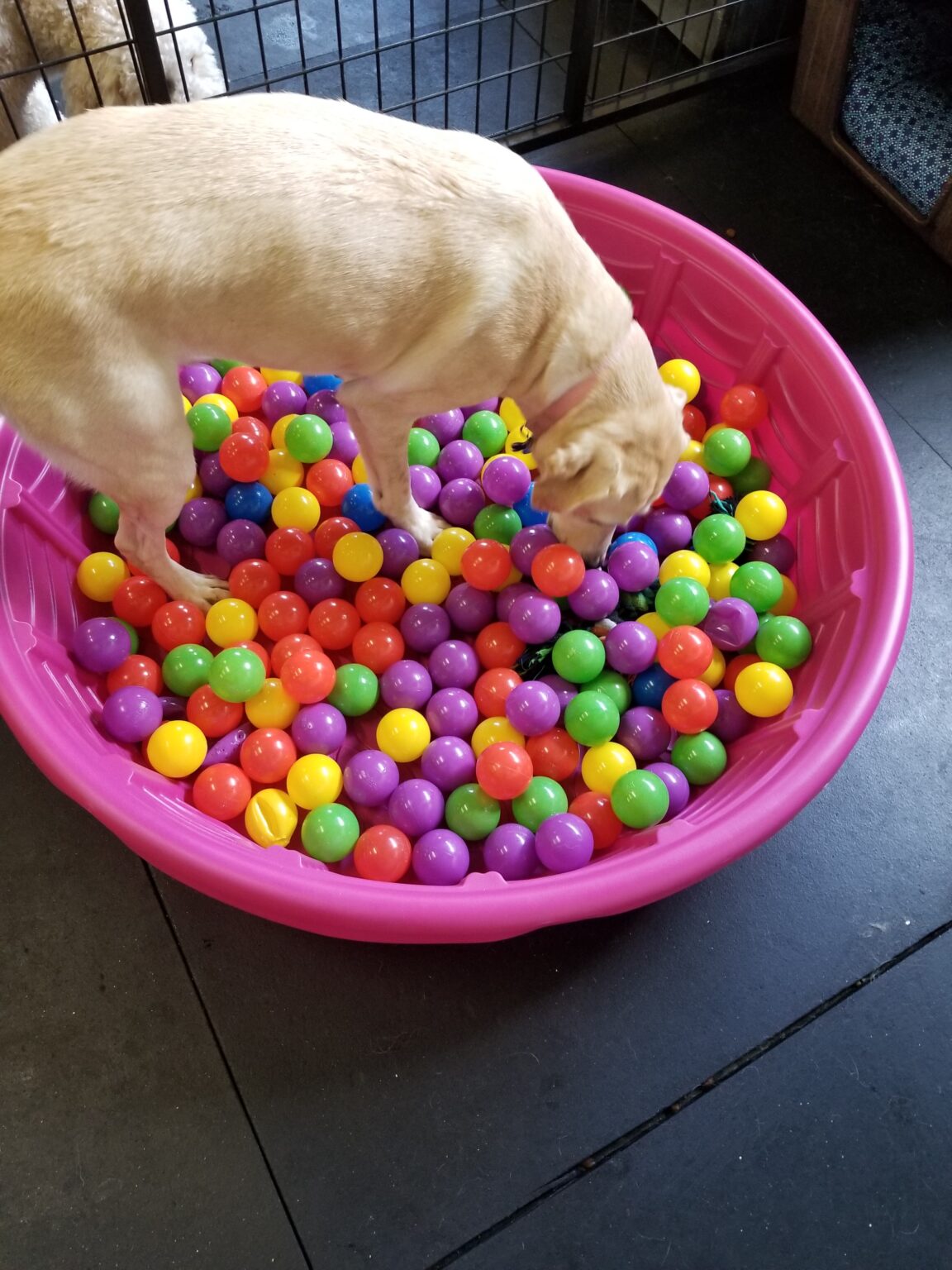 Ball Pit Enrichment